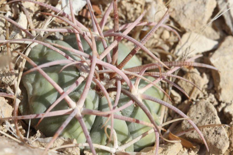 echinocactushorizonthalonius2.jpg