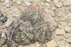 echinocactushorizonthalonius_small.jpg