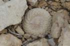 epithelanthabokei3_small.jpg