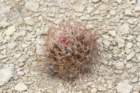 hamatocactushamatacanthusferocactus_small.jpg