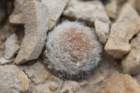 mammillarialasciacantha_small.jpg