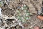 pediocactussimpsonii3_small.jpg
