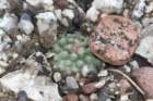 pediocactussimpsonii4_small.jpg