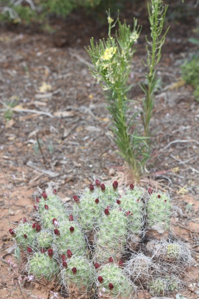 echinocereustriglochiadatusvarmojavensis.jpg