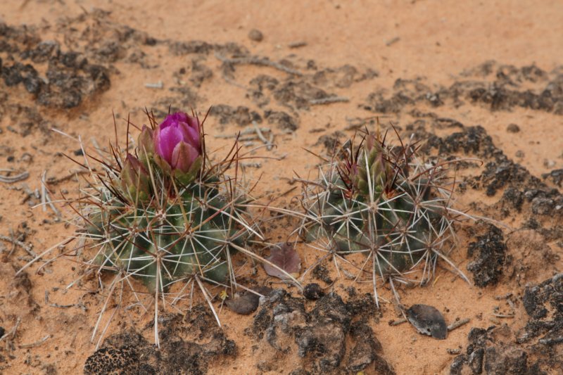 sclerocactushavasupaiensiswhippleivarroseus2.jpg