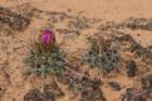 sclerocactushavasupaiensiswhippleivarroseus2_small.jpg