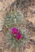 sclerocactushavasupaiensiswhippleivarroseus4_small.jpg