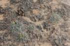 sclerocactushavasupaiensiswhippleivarroseus5_small.jpg