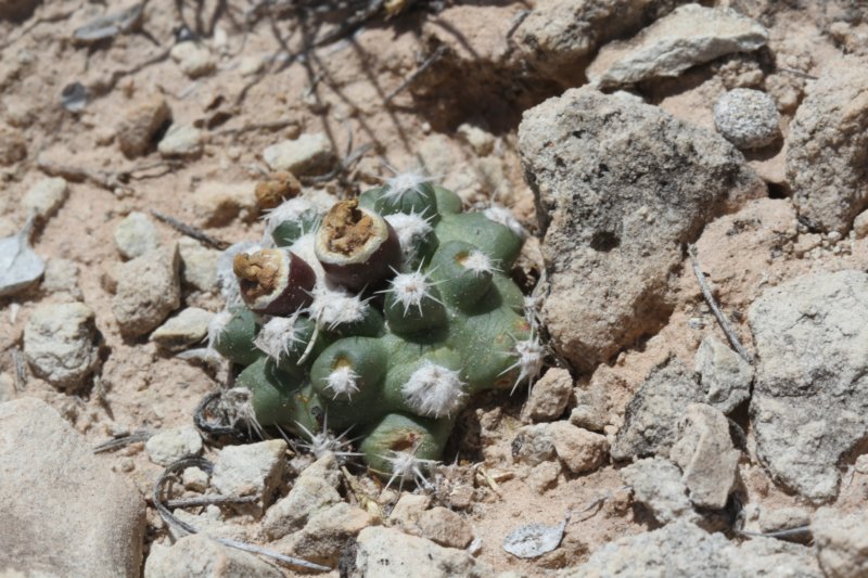 pediocactusbradyivarwinkleri2.jpg