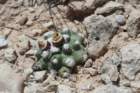 pediocactusbradyivarwinkleri2_small.jpg