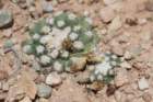 pediocactusbradyivarwinkleri3_small.jpg