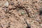 pediocactusbradyivarwinkleri_small.jpg