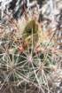 sclerocactusparviflorus_small.jpg