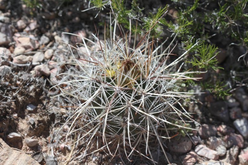 sclerocactusterraecanyonaeparviflorusvar.jpg