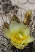 sclerocactusterraecanyonaeparviflorusvar2_small.jpg