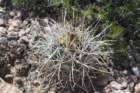sclerocactusterraecanyonaeparviflorusvar_small.jpg
