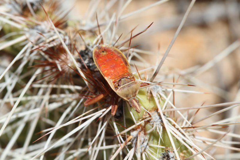 opuntiaerinacea2.jpg