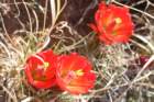 echinocereustriglochiadatusvarmojavensis_small.jpg