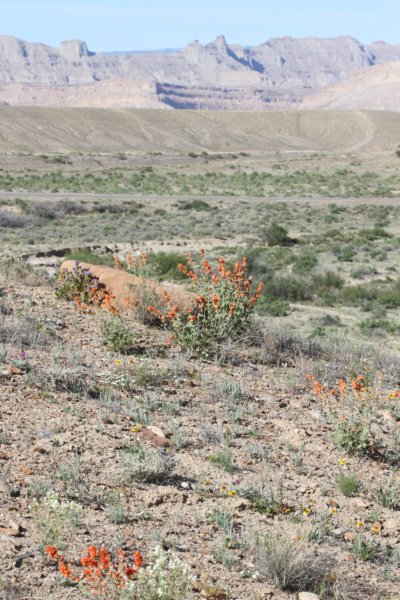 habitat.jpg