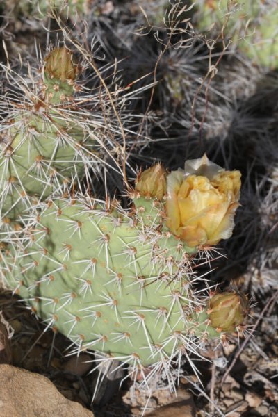 opuntiaerinacea.jpg