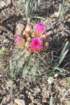 sclerocactusparviflorus2_small.jpg