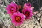 sclerocactusparviflorus3_small.jpg