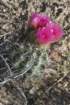 sclerocactusparviflorus4_small.jpg