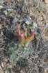 sclerocactusparviflorus_small.jpg