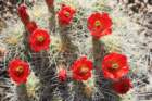 echinocereustriglochiadatusvarmojavensis_small.jpg