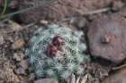 pediocactussimpsonii2_small.jpg