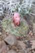 pediocactussimpsonii_small.jpg