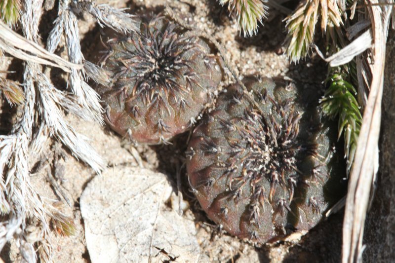 fraileacastaneavarobscuraprestle3.jpg