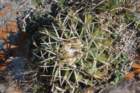 notocactuswigginsiaerinacea_small.jpg
