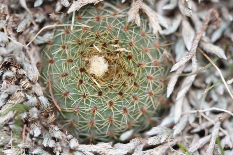 fraileaphaeodiscaelisae3.jpg