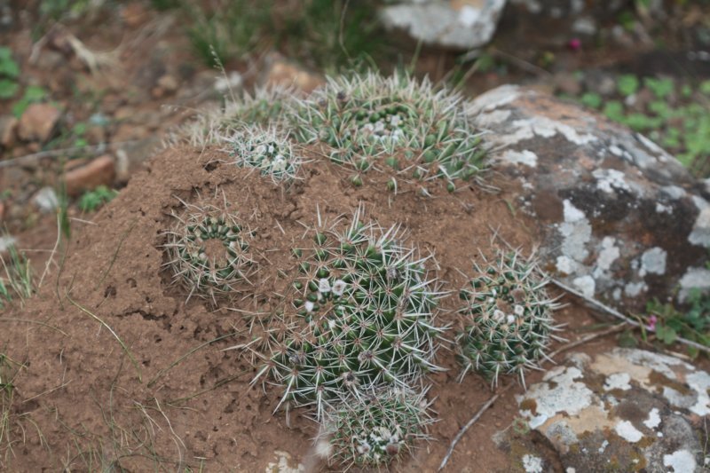 notocactusmammulosus.jpg