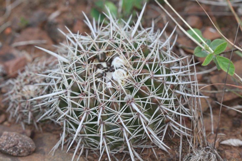 notocactusmammulosus2.jpg