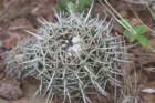 notocactusmammulosus2_small.jpg