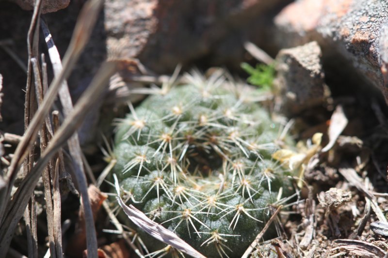 fraileapygmaea.jpg