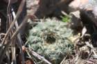 fraileapygmaea_small.jpg