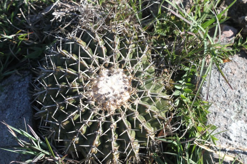 notocactuswigginsiaerinacea.jpg