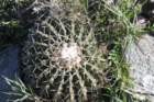 notocactuswigginsiaerinacea_small.jpg
