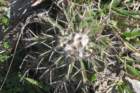 notocactuswigginsialangsdorfiipulvinatus_small.jpg