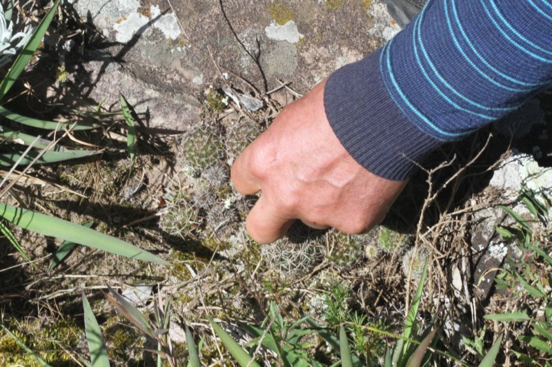 notocactuswigginsialangsdorfiipulvinatusjuvenile.jpg