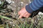 notocactuswigginsialangsdorfiipulvinatusjuvenile_small.jpg