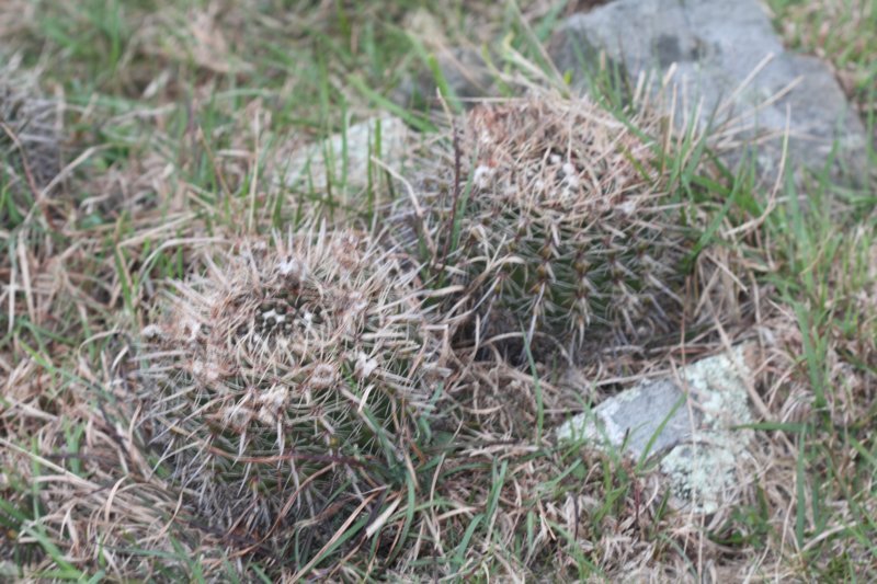 notocactusmammulosus.jpg