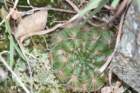 notocactusottonis_small.jpg