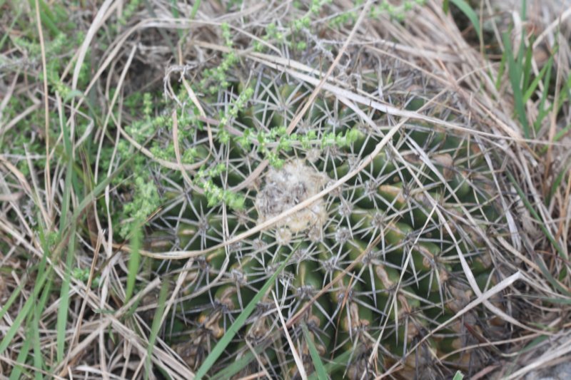 notocactuswigginsiaerinacea.jpg
