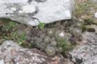 notocactuswigginsiaerinacea2_small.jpg