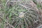notocactuswigginsiaerinacea_small.jpg