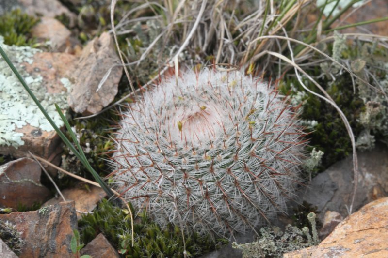 notocactusscopa.jpg